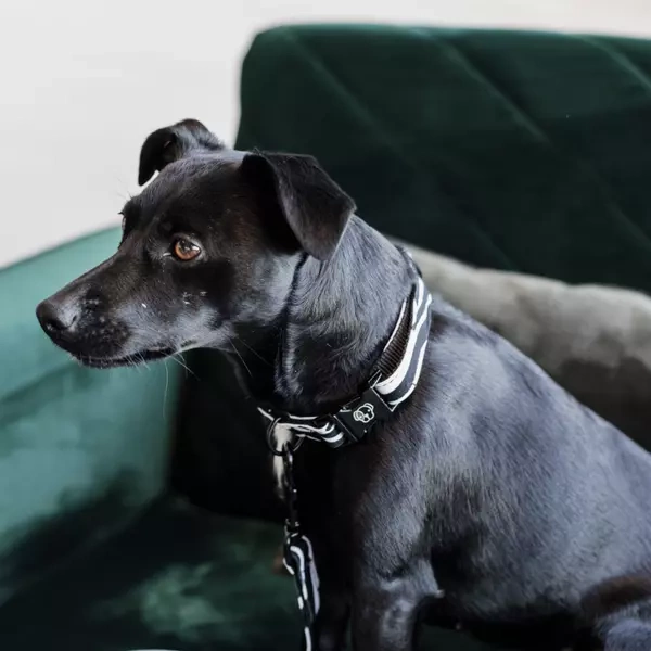 Obroża Kentucky Zebra