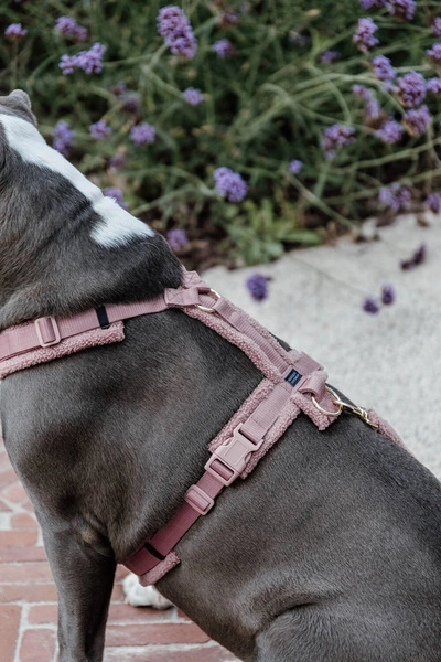 Szelki dla psa Kentucky Active Teddy Fleece- różowe